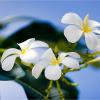 Seychelles - Frangipanier Flowers