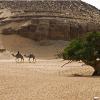 Egypt - Aswan - Camels